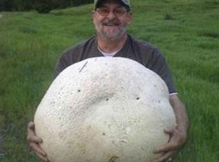   Langermannia gigantea (Calvatia gigantea)